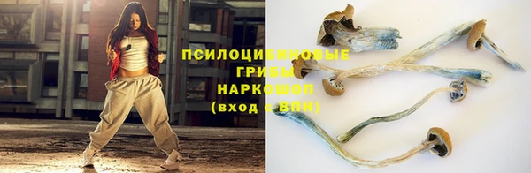 дмт Богданович